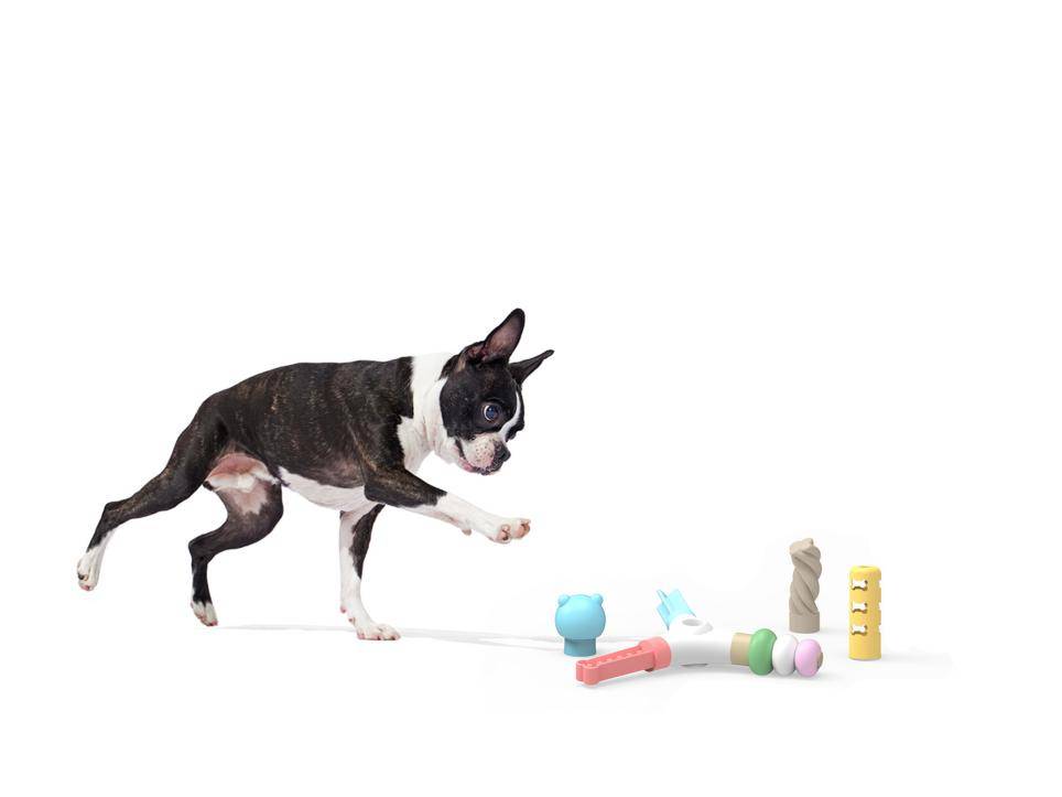 A dog playing with toysDes<em></em>cription automatically generated